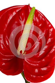 Beautiful red anturio flower detail