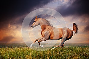 Beautiful red arabian horse running gallop