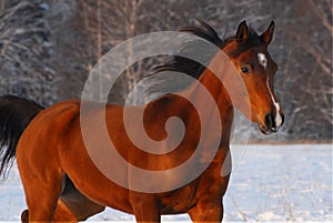 Beautiful red arabian horse on a snow field