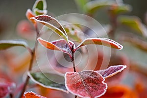 Beautiful red aronia leaves with a frosty edge. Morning sceney in the garden. Autumn morning with bright red leaves.