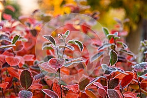 Beautiful red aronia leaves with a frosty edge. Morning sceney in the garden. Autumn morning with bright red leaves.