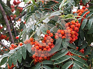 Beautiful red ash berry on a green branch of a tree after a rain