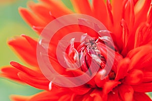 Beautiful red aster in the garden outdoors, macro photography of a flower, spring time, aster bloom