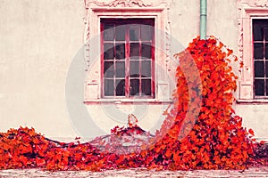 Beautiful red autumn ivy on the background of the old wall with windows. Architecture. Details.