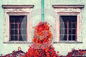 Beautiful red autumn ivy on the background of the old wall with windows. Architecture. Details.