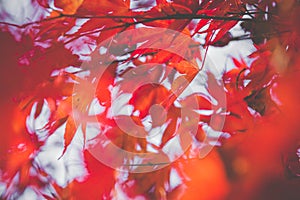 Beautiful red autumn leaf