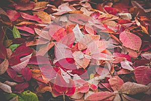 Beautiful red autumn leaf on the ground