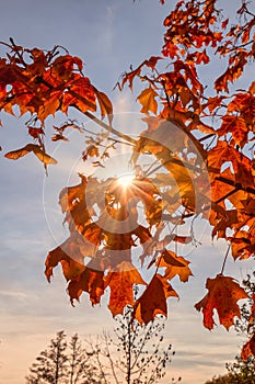 Beautiful red Autumn leaves