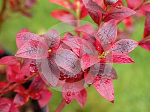 Beautiful red autumn leaves on a blueberry Aino bush
