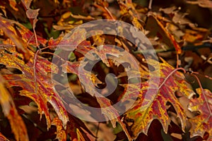 A beautiful red autumn marsh oak Quercus palustris leaves. Selective focus