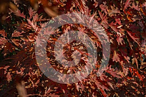 A beautiful red autumn marsh oak Quercus palustris leaves. Selective focus. Autumn motive for design