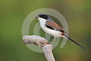 Beautiful red back to grey and black head bird with long tail pe