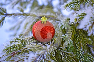 Beautiful red ball on a snow-covered Christmas tree.