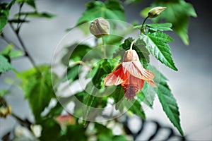 The beautiful red bell flower of Abutilon striatum