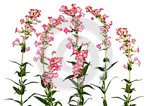 Beautiful red bell shaped penstemon photo