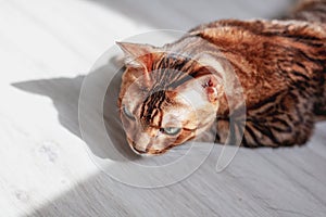 Beautiful red Bengal cat with bright green eyes, sitting on the floor