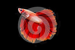 Beautiful red betta fish isolated on black background