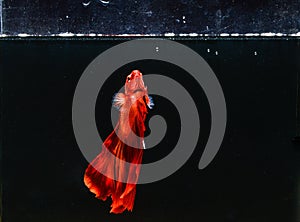 Beautiful red Betta fish swims in aquarium with water bubles