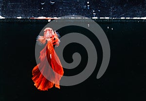 Beautiful red Betta fish swims in aquarium with water bubles