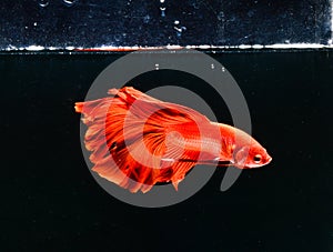 Beautiful red Betta fish  swims in aquarium with water bubles