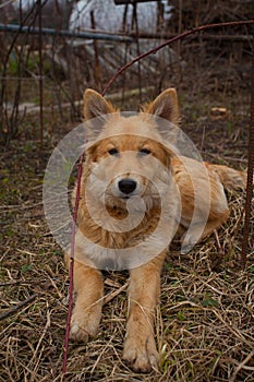 Beautiful red big dog on green lawn