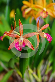 Beautiful Red Bird Cattleya flower