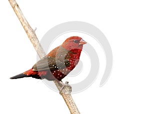 Beautiful red bird with nice eyes strong beak perching on wooden