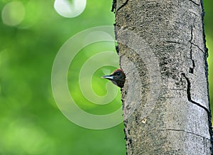 Beautiful red bird sitting in nest holw on rubber tree while waiting for her pair, Banded woodpecker