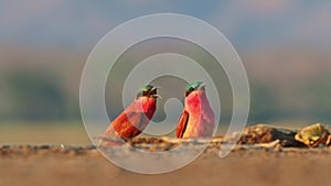 Beautiful red bird - Southern Carmine Bee-eater - Merops nubicus nubicoides flying and sitting on their nesting colony