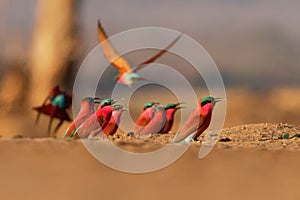 Beautiful red bird - Southern Carmine Bee-eater - Merops nubicus nubicoides flying and sitting on their nesting colony in Mana