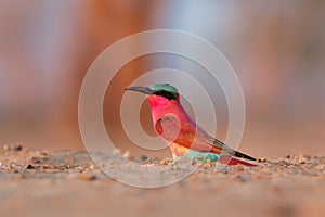 Beautiful red bird - Southern Carmine Bee-eater - Merops nubicus nubicoides flying and sitting on their nesting colony in Mana