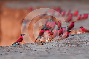 Beautiful red bird - Southern Carmine Bee-eater - Merops nubicus nubicoides flying and sitting on their nesting colony in Mana