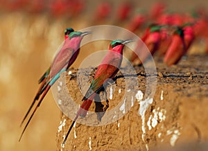 Beautiful red bird - Southern Carmine Bee-eater - Merops nubicus nubicoides flying and sitting on their nesting colony in Mana