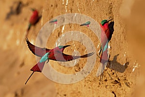 Beautiful red bird - Southern Carmine Bee-eater - Merops nubicus nubicoides flying and sitting on their nesting colony in Mana