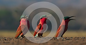 Beautiful red bird - Southern Carmine Bee-eater - Merops nubicus nubicoides flying and sitting on their nesting colony Mana Pools