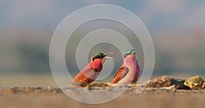 Beautiful red bird - Southern Carmine Bee-eater - Merops nubicus nubicoides flying and sitting on their nesting colony Mana Pools