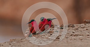 Beautiful red bird - Southern Carmine Bee-eater - Merops nubicus nubicoides flying and sitting on their nesting colony Mana Pools