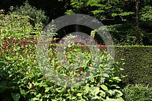 Beautiful red bistort plant growing in garden