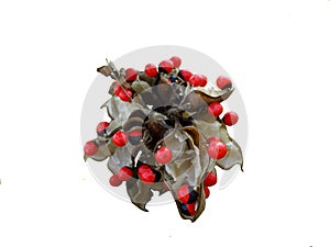 Beautiful red and black seeds of poisonous Jequirity Crabs eye licorice plant macro