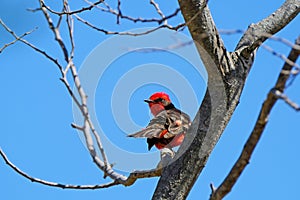 Beautiful red and black Vermillion Flycatcher, pyrocephalus obscurus, perched on a tree, Uruguay