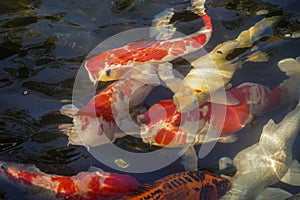 Beautiful red black white and orange colorful Koi fish in the water canal