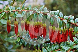 Beautiful red blooming Agapetes Serpens