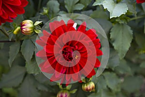 Beautiful Red Blooming Dahlia Flower in the Garden Tree.