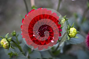 Beautiful Red Blooming Dahlia Flower in the Garden Tree.