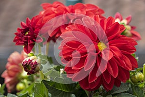 Beautiful red blooming dahlia, green background.