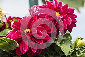 Beautiful red blooming dahlia and green background.