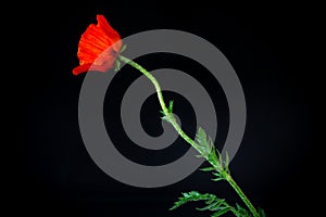 Beautiful red blooming poppy flower isolated on black