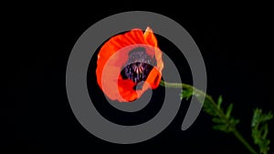 Beautiful red blooming poppy flower isolated on black
