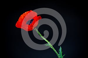Beautiful red blooming poppy flower isolated on black