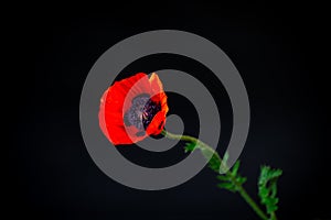 Beautiful red blooming poppy flower isolated on black